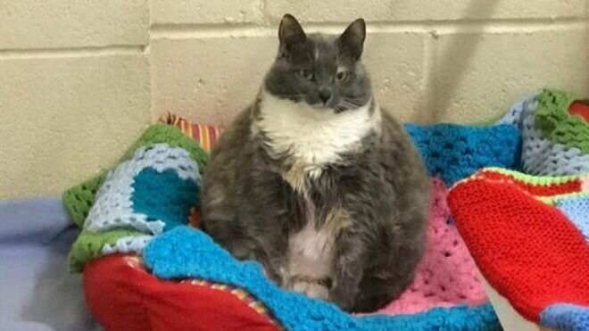 Толстый кот прославил ветеринарную клинику