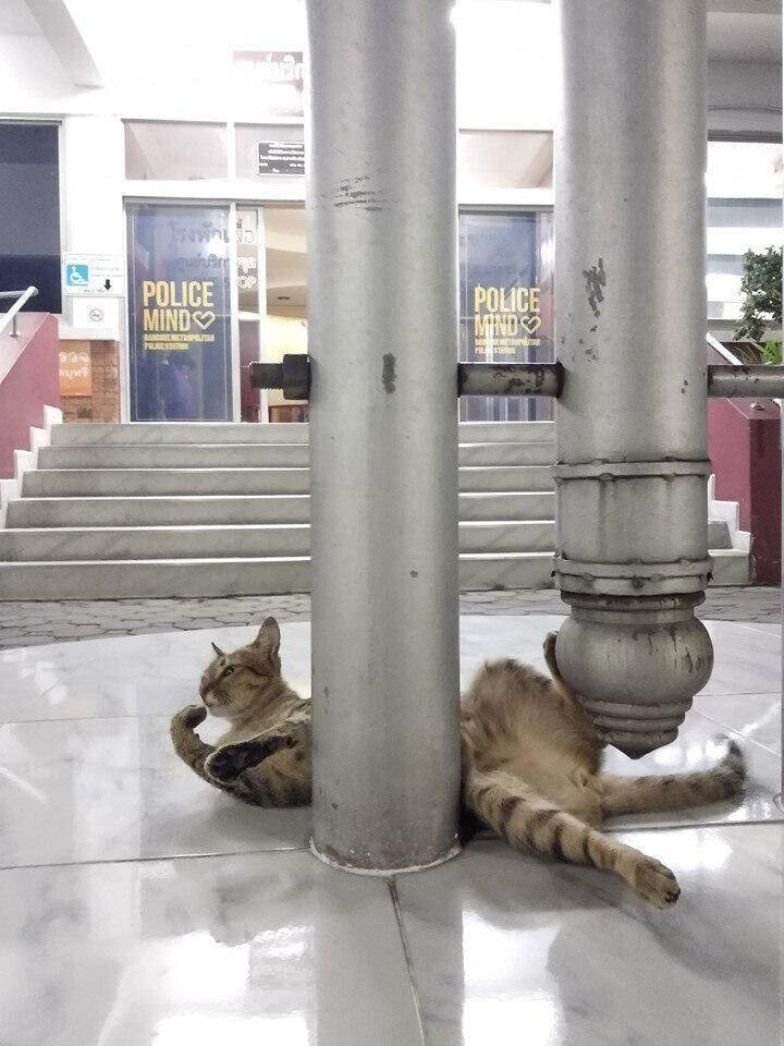 Пушистая полиция: в Тайланде в полицейском участке служит кот