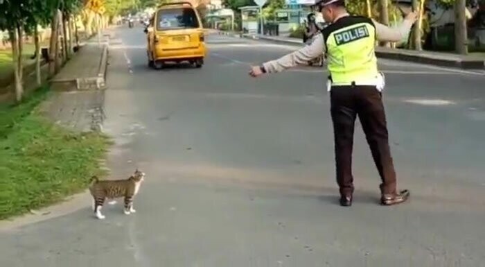 Полицейский остановил движение, чтобы пропустить кота