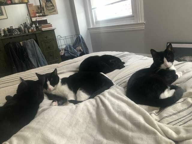 У Кэт помимо него живёт ещё три кошки, но Ковбой — лидер