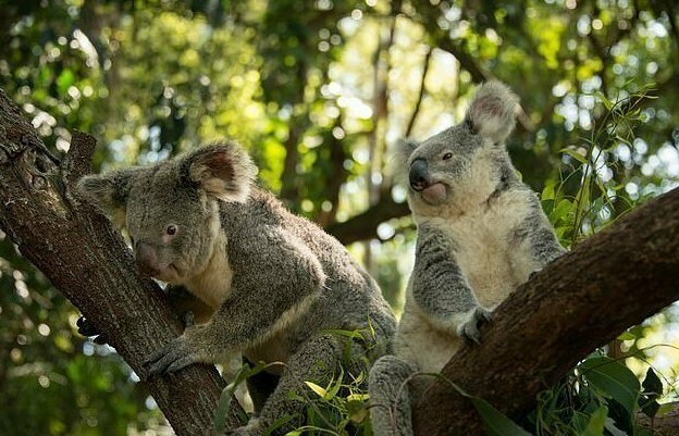 Также как и приматы, коалы сильно полагаются на свои передние и задние конечности, чтобы крепко ухватиться за ветви