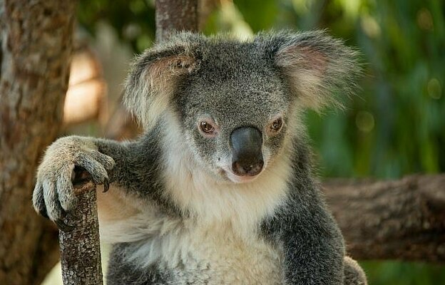 Исследователи надеются, что их результаты помогут защитить коал и их среду обитания в будущем