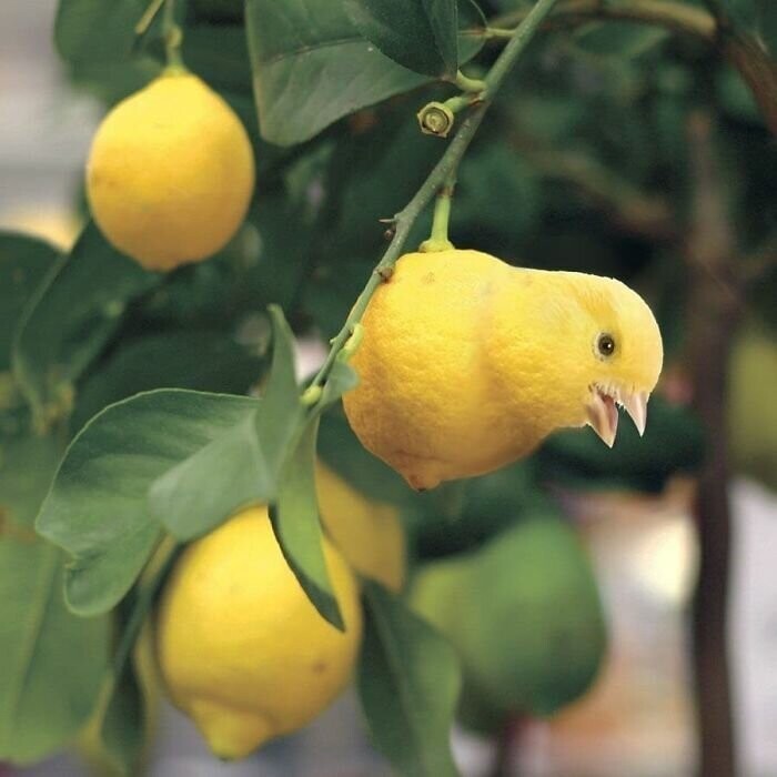 9. Птица-лимон