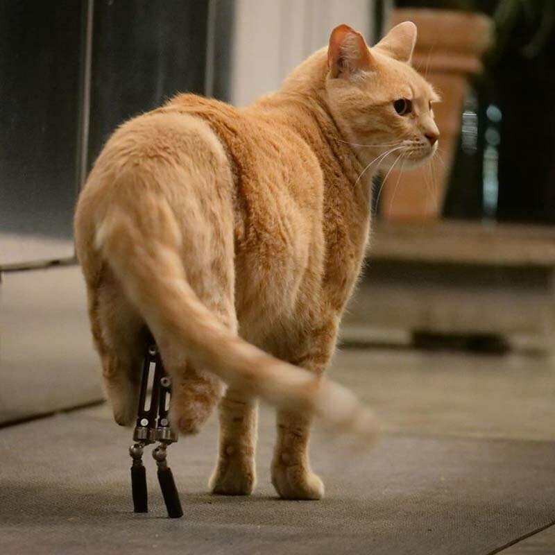 Бионический Вито: кот с протезами задних лап