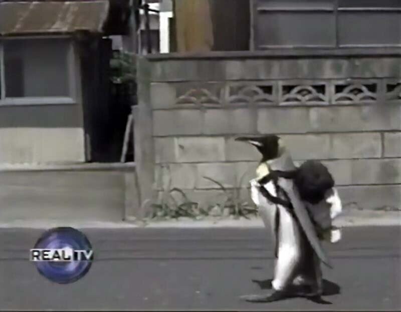 Пингвин, который носит рюкзак и ходит по магазинам