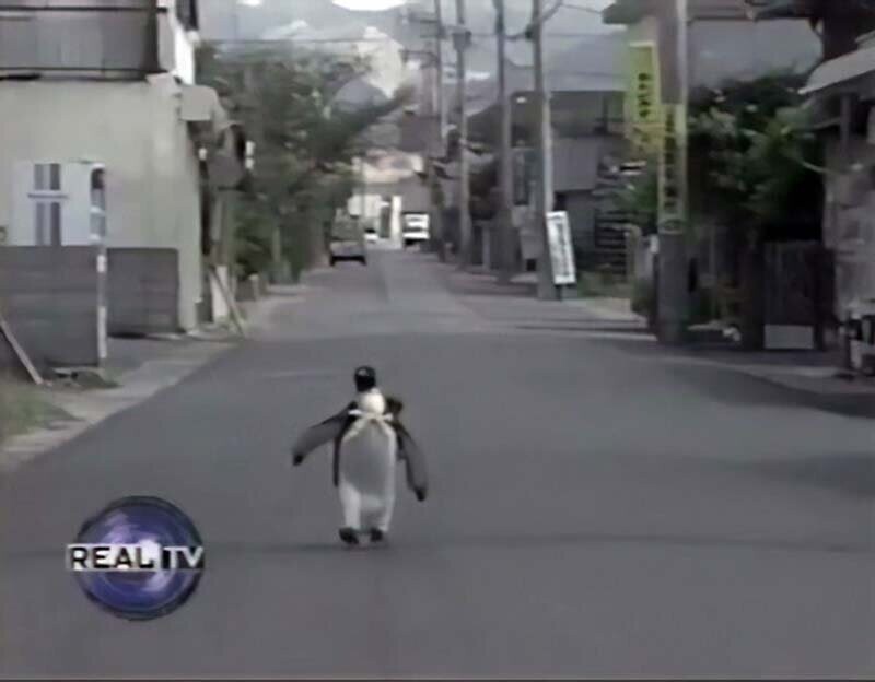 Познакомьтесь с Лалой — очаровательным королевским пингвином, который много лет жил в японской семье