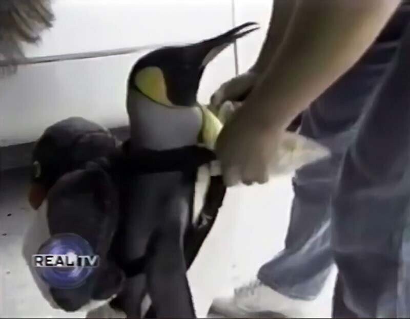 Пингвин, который носит рюкзак и ходит по магазинам