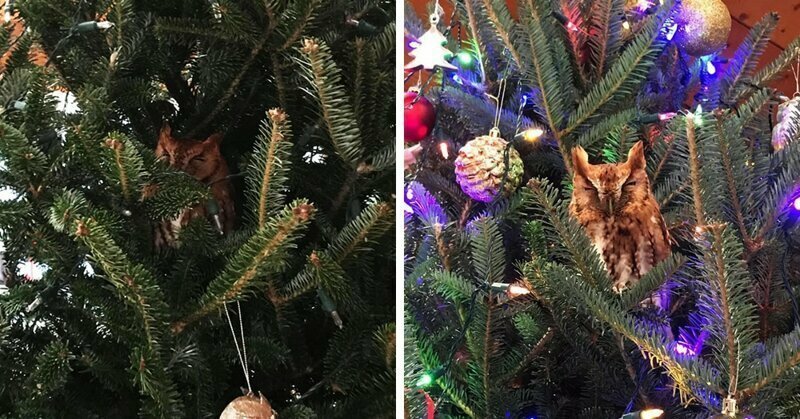 Семья нашла сову, прячущуюся в елке