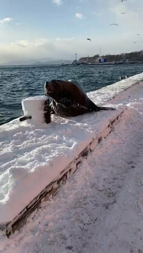 Дед Мороз встретил морского льва в Петропавловске