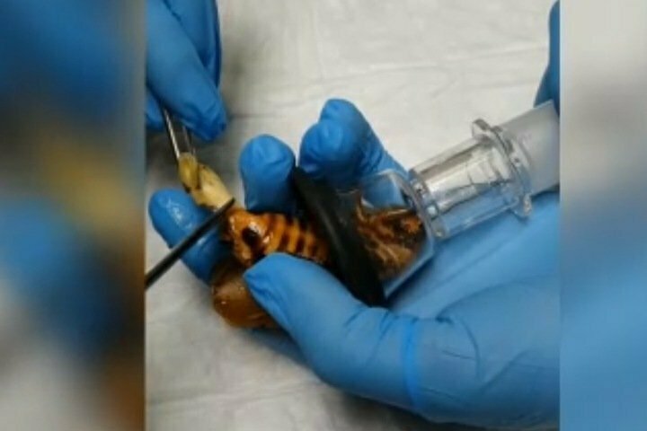 Красноярские ветеринары прооперировали гигантского таракана-архимандрита