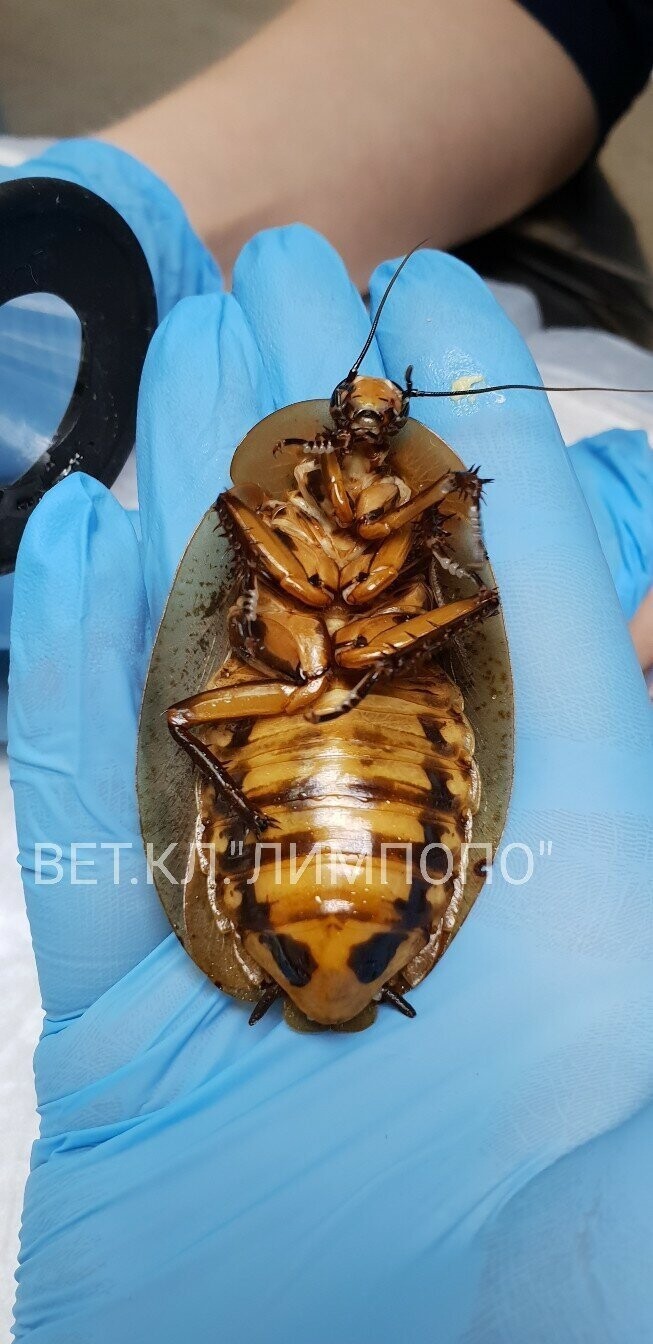 Красноярские ветеринары прооперировали гигантского таракана-архимандрита