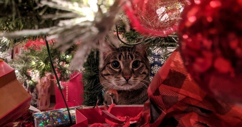А где же мой подарок?