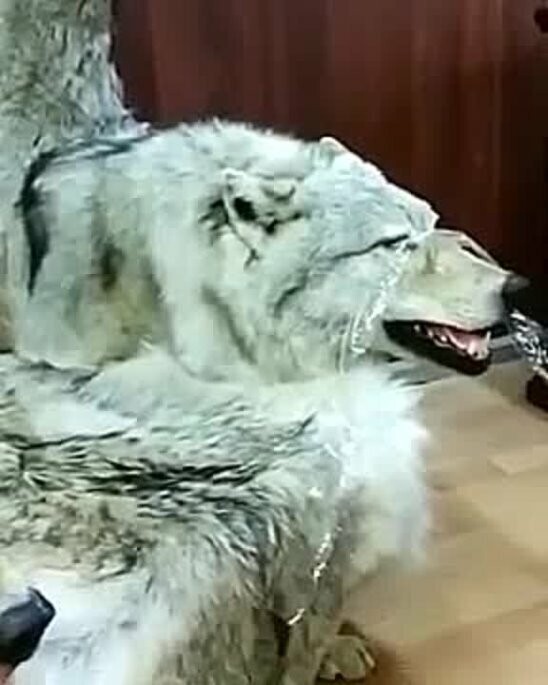 Крипота 80 lvl: в Дагестане начали продавать мебель из чучел волков