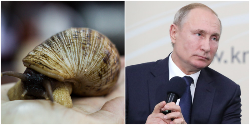 «Мужики, вы слышали?»: Владимир Путин предложил решать демографические проблемы с помощью улиток