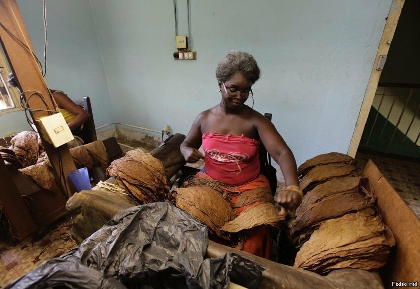 Женщина сортирует листья табака на фабрике «Эль Лагвито», Гавана, Куба