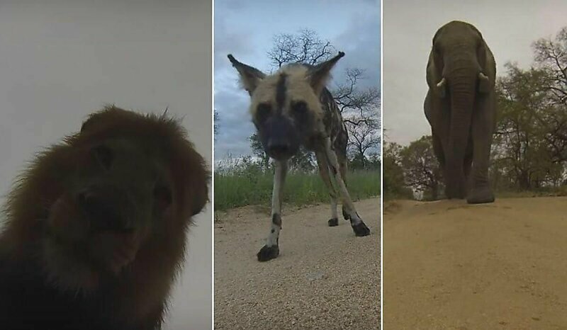 Реакция диких животных на оставленную на дороге камеру