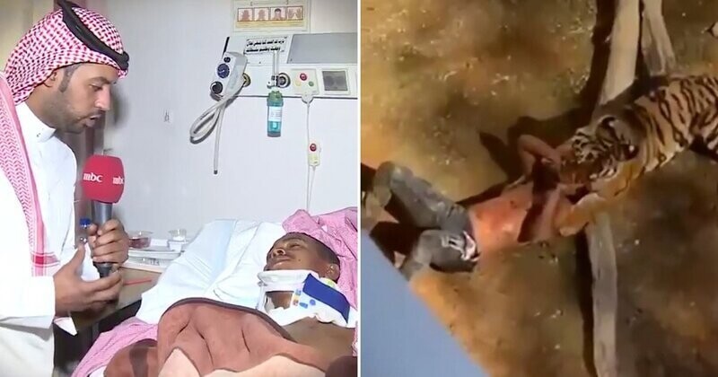 Мужчина упал в вольер к бенгальской тигрице и чудом выжил
