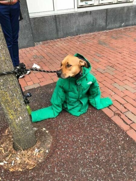Естественно, укутанный в ярко-зелёную куртку пёс не мог остаться незамеченным