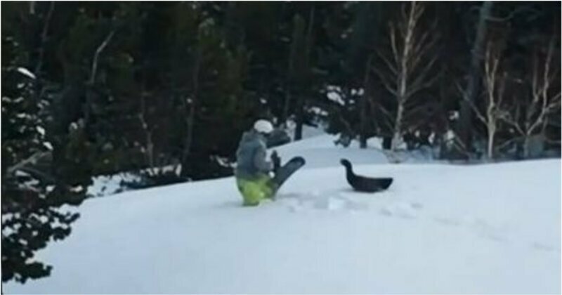Глухарь напал на сноубордиста, осыпавшего его снегом