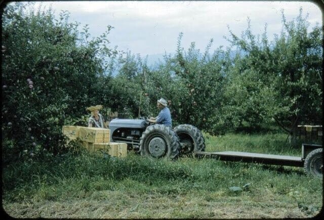 Община канадских духоборов в конце 50-х: яркие слайды Kodachrome