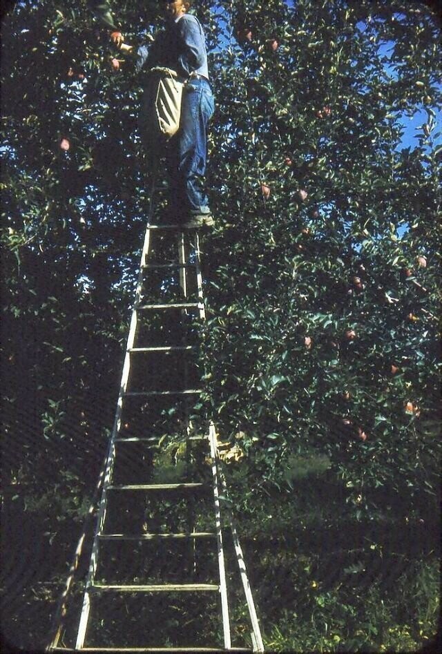 Община канадских духоборов в конце 50-х: яркие слайды Kodachrome