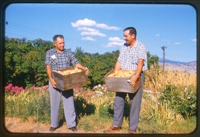 Община канадских духоборов в конце 50-х: яркие слайды Kodachrome