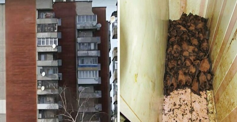На балконе квартиры во Львове обнаружили полторы тысячи летучих мышей