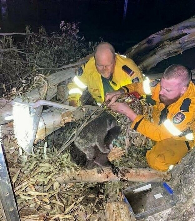 Пожарные в Новом Южном Уэльсе оказывают помощь коале и ее детенышу