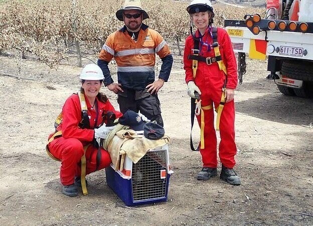 Спасатели стараются помочь как можно большему количеству коал, таким как Чарли, чья мать умерла и оставила его одного на высоком дереве
