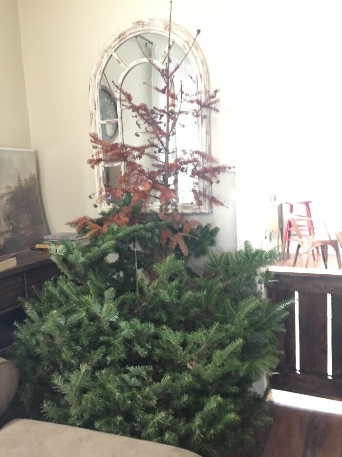 7. "У нас с женой есть традиция - выбирать в питомнике самую уродливую елку на Рождество. В этом году ну прямо очень повезло!"
