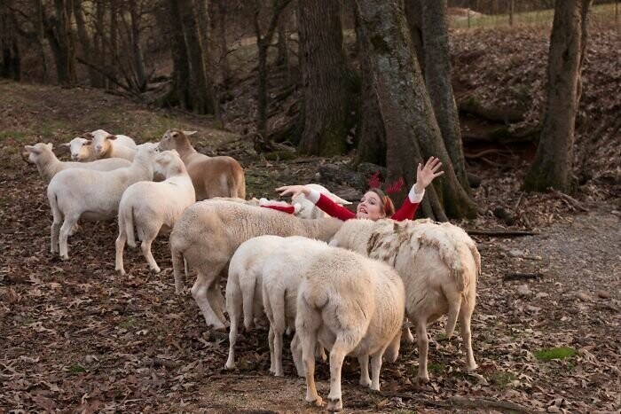 6. Когда рождественская фотосессия с овцами пошла не так