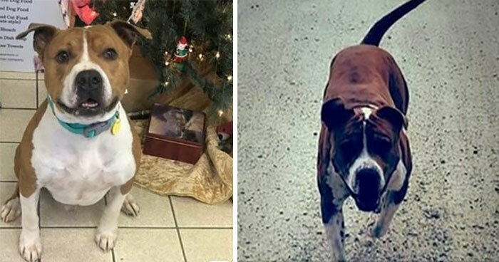 Украденный пес вернулся домой на Рождество