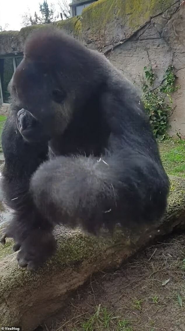 Горилла атакует: огромная обезьяна напугала посетителей мадридского зоопарка