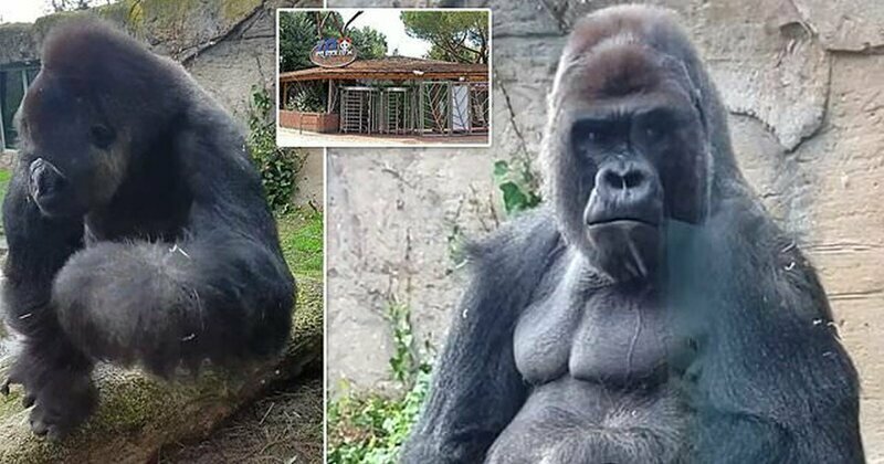 Горилла атакует: огромная обезьяна напугала посетителей мадридского зоопарка