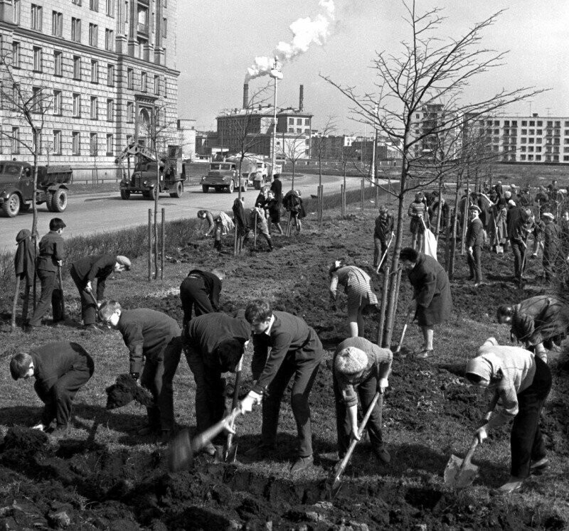 Субботник. Ученики и учителя школы № 456 сажают деревья в будущем сквере, Ленинград, 1964 год