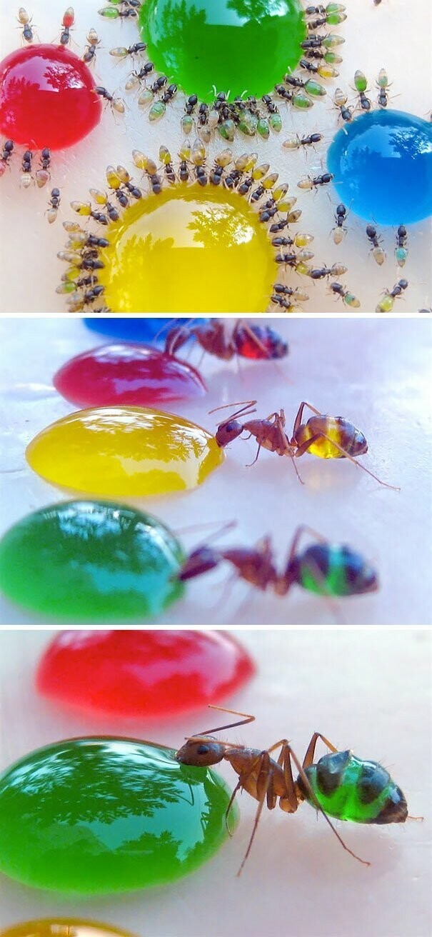 Полупрозрачные муравьи