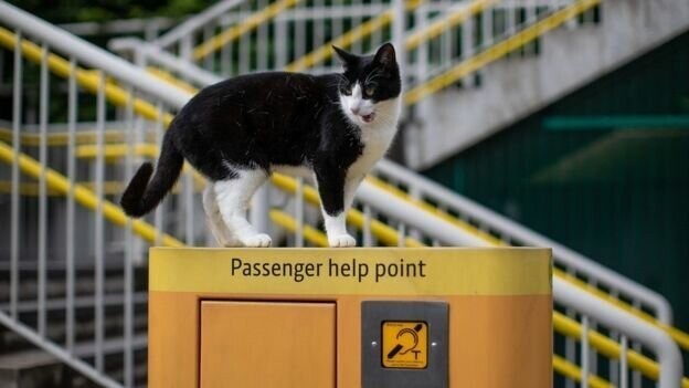 Трамваи, автобусы, вокзалы: где обитают британские коты-путешественники