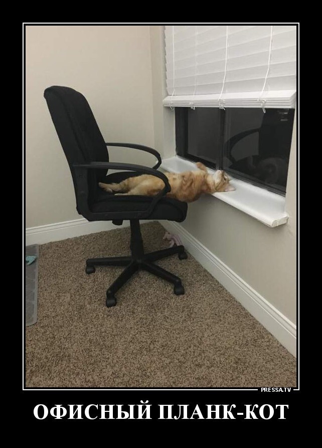 Офисный план-кот