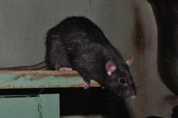 Черная крыса и интересные факты о ней