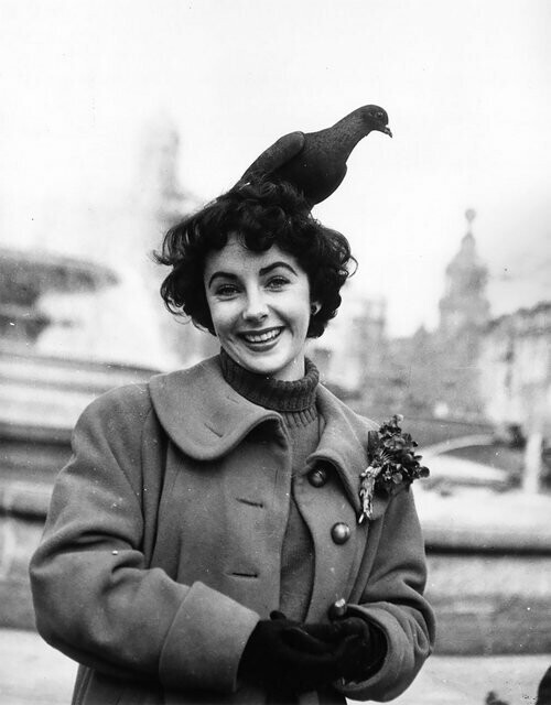 Элизабет Тейлор кормит голубей на Трафальгарской площади в Лондоне. Ноябрь 1948