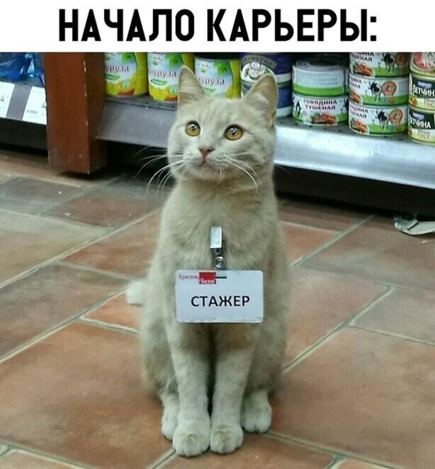 Прикольные и смешные картинки