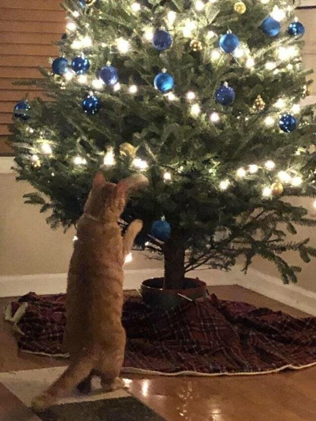 Кошки и елки