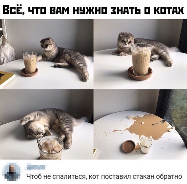 Прикольные и смешные картинки