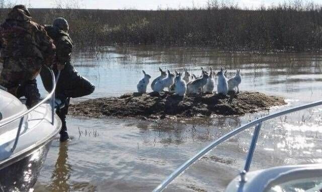 Деток много не бывает