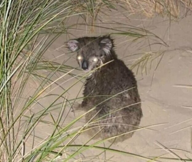 Австралийский рыболов спас тонущую коалу
