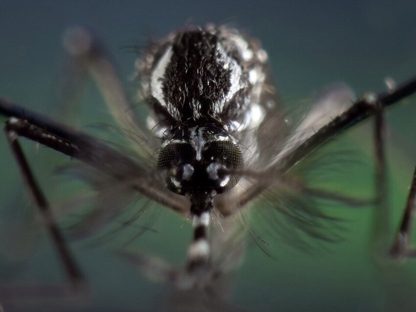 Песня мы убили комара. Комар Aedes. Тигровый комар.