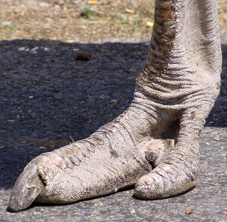Ноги страуса
