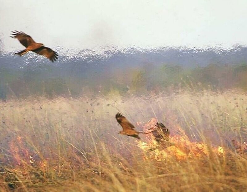 Орнитологи выяснили, что хищные птицы способствуют распространению пожаров в Австралии