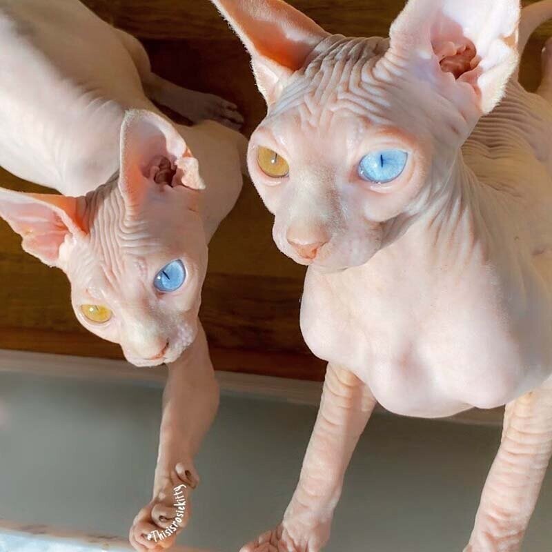 В Сети нашли кошек-сфинксов с цветом глаз как у Дэвида Боуи