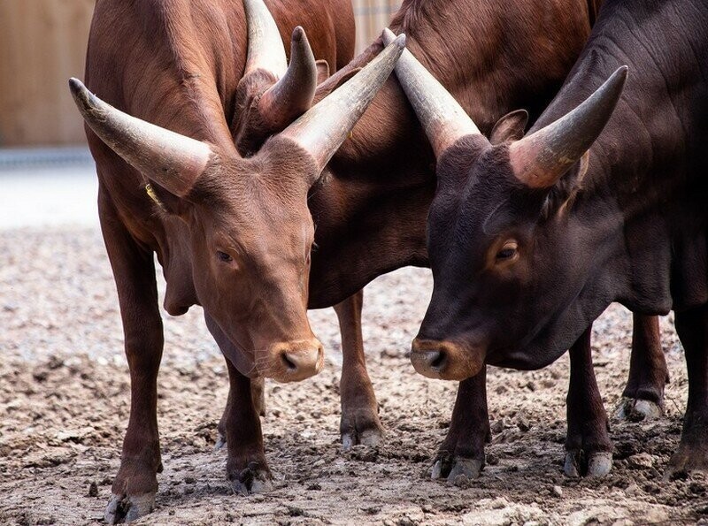 8. У африканской коровы ватусси есть рога, которые используются для терморегуляции, а не для нападения.